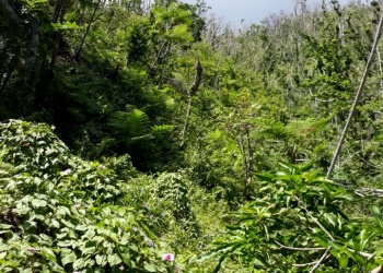 Very Dense Vegetation & Forest